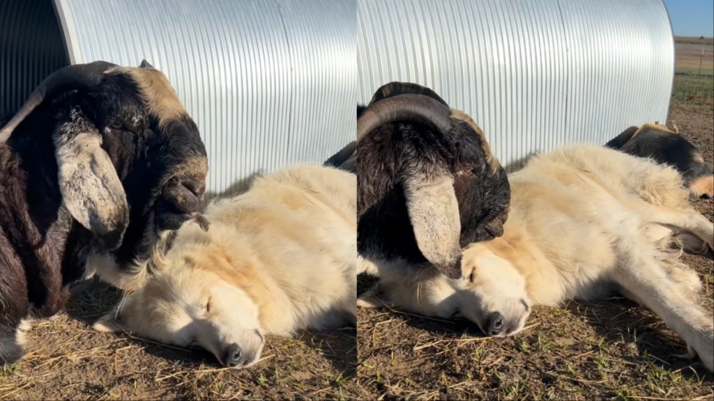 Guardian Dog Snoozes as Farm Friend Tries Hard to Wake Him