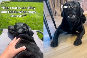 Labrador’s ‘Balanced Diet’ Doesn’t Necessarily Involve Food