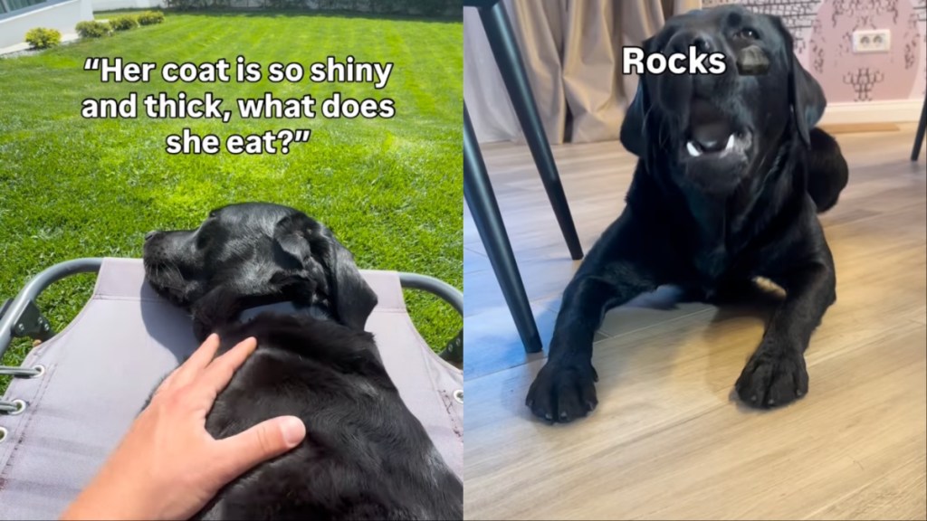 Labrador’s ‘Balanced Diet’ Doesn’t Necessarily Involve Food
