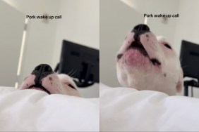 This Dog’s Wake-Up Call Is More Effective Than Most Alarm Clocks