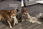 Dog Can’t Figure Out Why She Suddenly Can’t Move Her Favorite Blankie