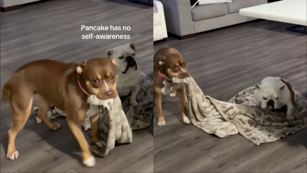 Dog Can’t Figure Out Why She Suddenly Can’t Move Her Favorite Blankie