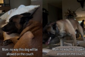 Dog Gets Creative While Violating Owner's 'No Couch' Rule