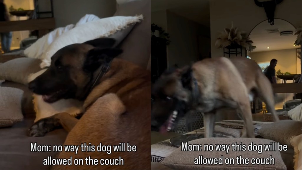 Dog Gets Creative While Violating Owner's 'No Couch' Rule