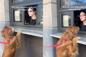 Golden Retriever Successfully Orders His Own Pup Cup