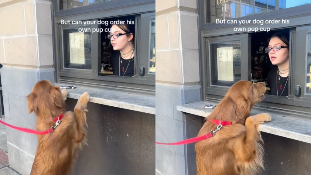 Golden Retriever Successfully Orders His Own Pup Cup