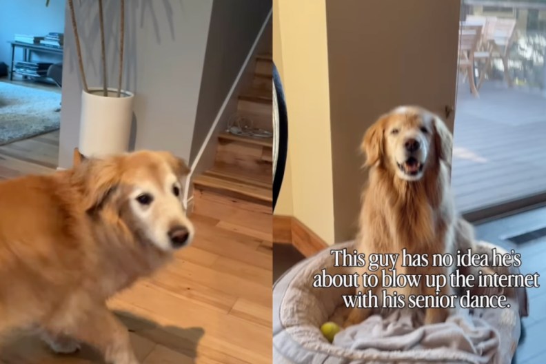 Golden Retriever's 'Senior Dance' Wows the Internet