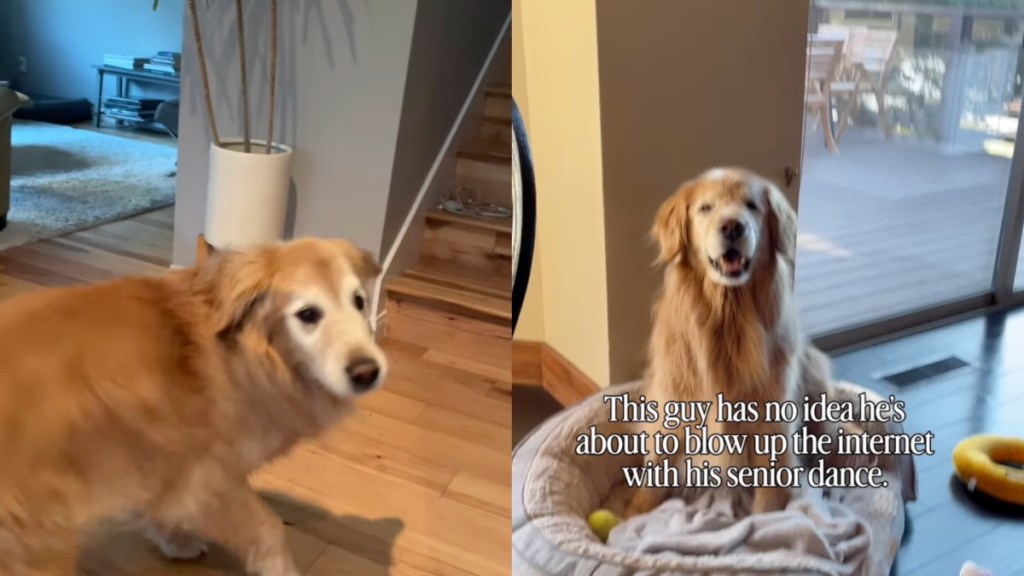 Golden Retriever's 'Senior Dance' Wows the Internet