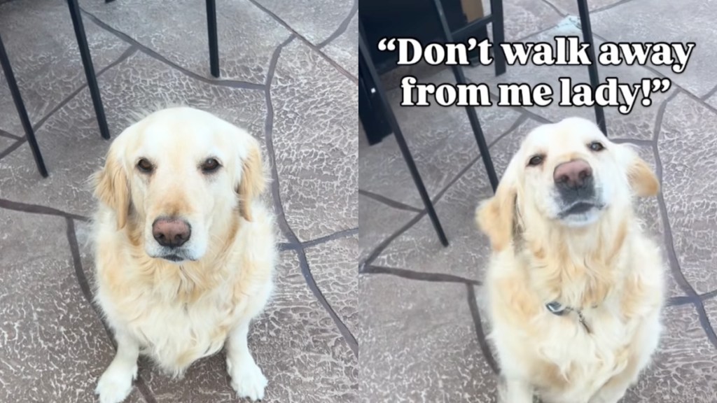Dog’s Reaction When Mom Exposes His ‘Biggest Fear’ Is Priceless