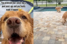 Senior Golden Retriever Gets Pool Promised to Her Years Ago