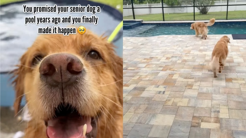 Senior Golden Retriever Gets Pool Promised to Her Years Ago