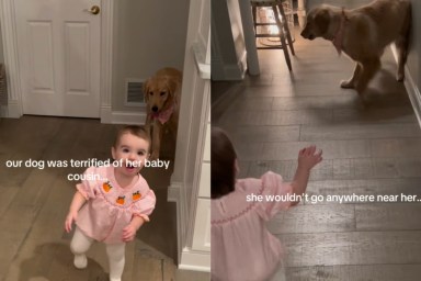 Golden Retriever Once Afraid of Baby Girl Now Shares Gentle Bond With Her