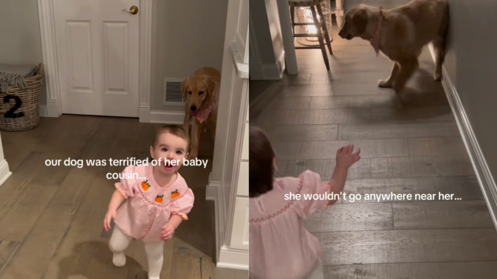 Golden Retriever Once Afraid of Baby Girl Now Shares Gentle Bond With Her