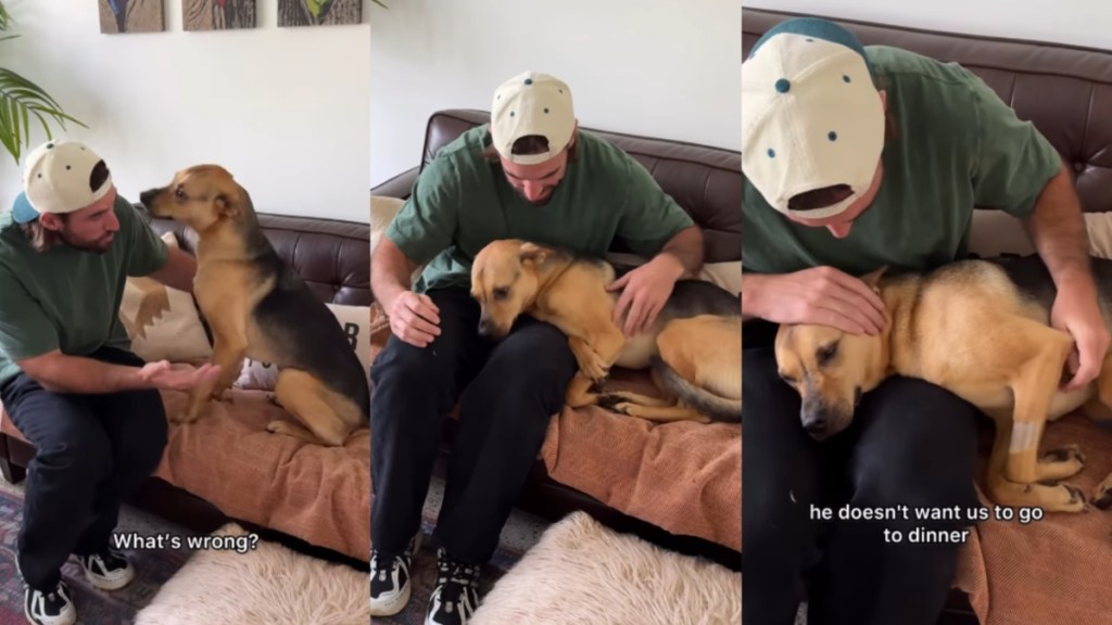 Rescue Dog Gets Sad Seeing Dad Leave, Until He Decides To Stay at Home