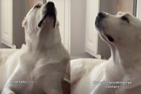 Dog Refuses To Break Eye Contact With Mom, Hoping for a Snack
