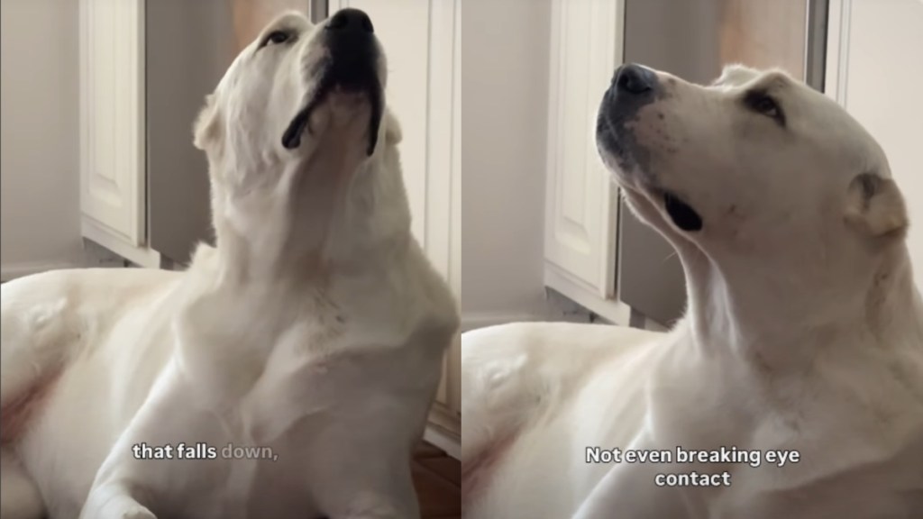 Dog Refuses To Break Eye Contact With Mom, Hoping for a Snack