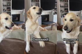 Golden Retriever Was Grumpy All Day, But Mood Changed Completely When Dad Joked