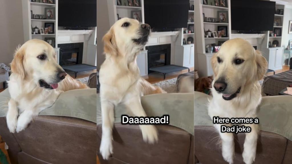 Golden Retriever Was Grumpy All Day, But Mood Changed Completely When Dad Joked