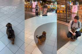Tiny Dog Has Best Reaction When She Picks up Dad From Airport