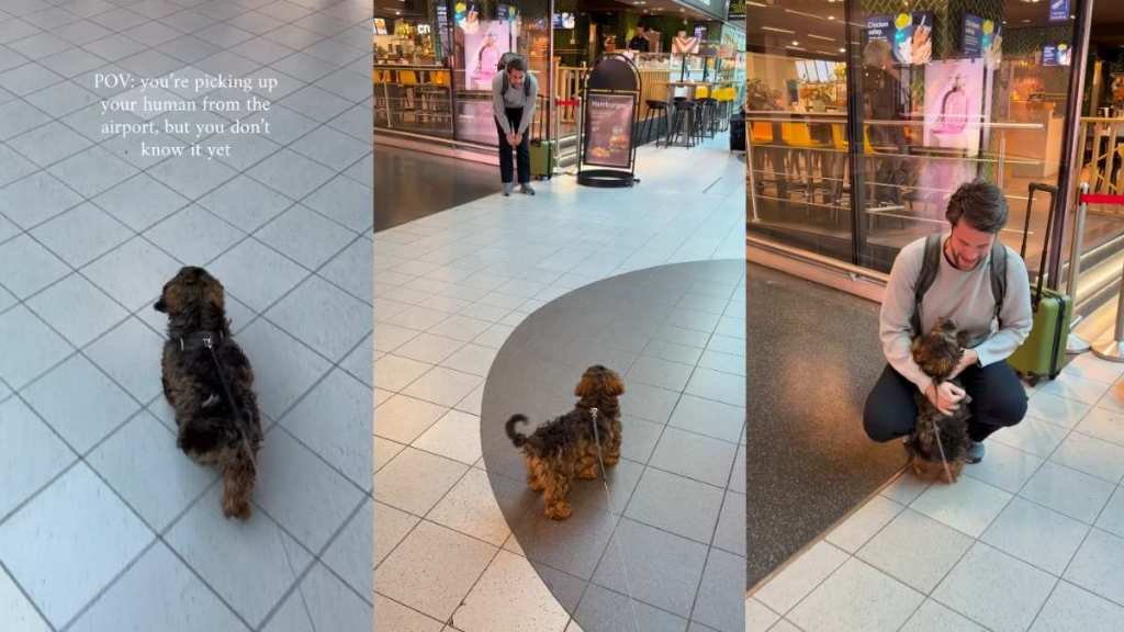 Tiny Dog Has Best Reaction When She Picks up Dad From Airport