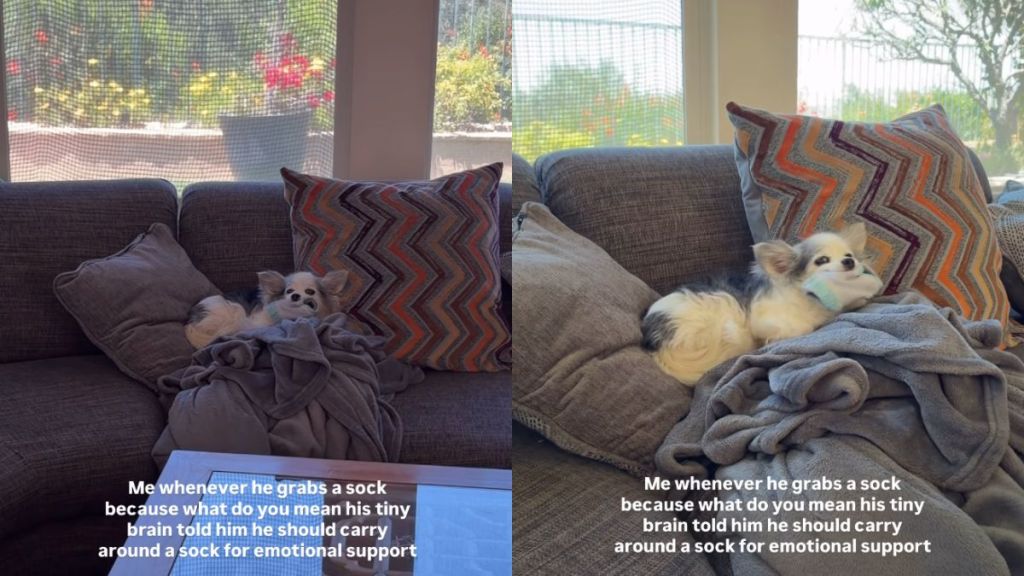 (SCHEDULE) Dog Refuses To Let Go ‘Emotional Support’ Sock for Nearly an Hour