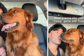 Golden Retriever Pauses to Think Every Time Dad Starts the 'Meow' Game