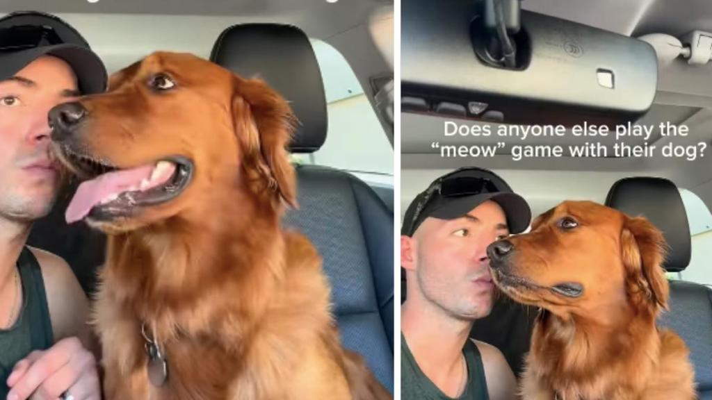 Golden Retriever Pauses to Think Every Time Dad Starts the 'Meow' Game
