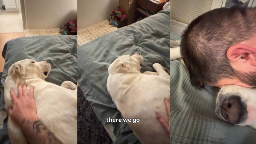 Dog Appears a Bit Unimpressed After Dad 'Saves' Her Life
