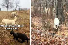 2 Dogs & a Lamb Join Forces for Misadventures on Their Farm