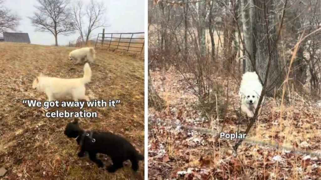 2 Dogs & a Lamb Join Forces for Misadventures on Their Farm