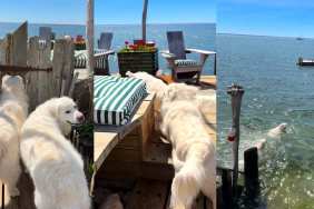 Dogs Rush for ‘Picture Perfect’ Swim Time as Soon as Gate Opens