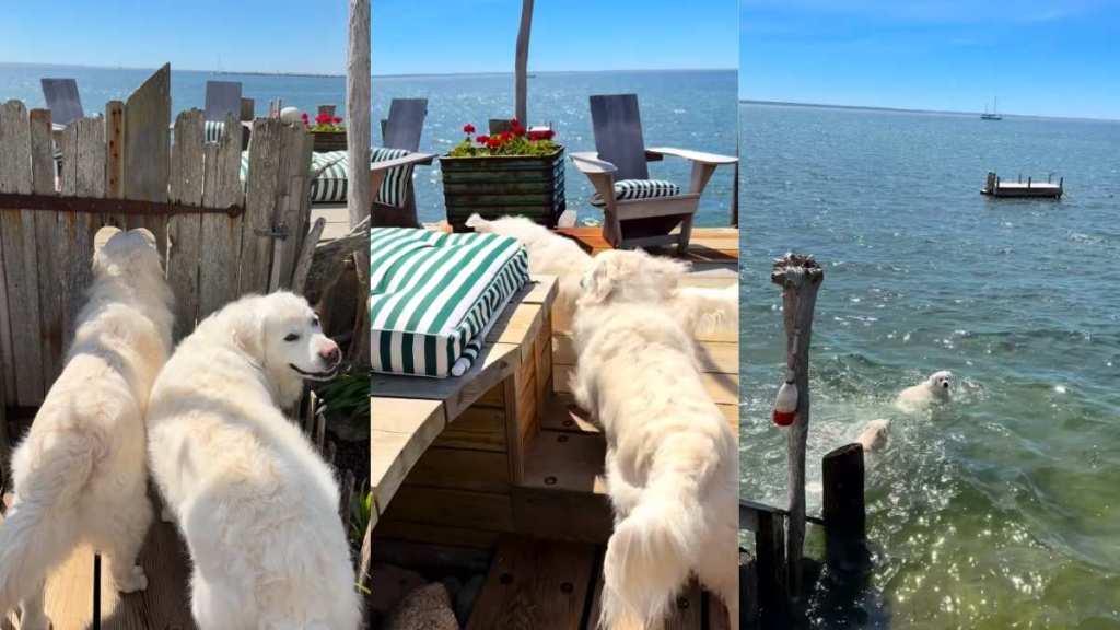 Dogs Rush for ‘Picture Perfect’ Swim Time as Soon as Gate Opens
