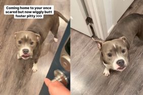 Foster Dog Once Too Scared To Trust, Now Greets Mom With Wiggles at the Door