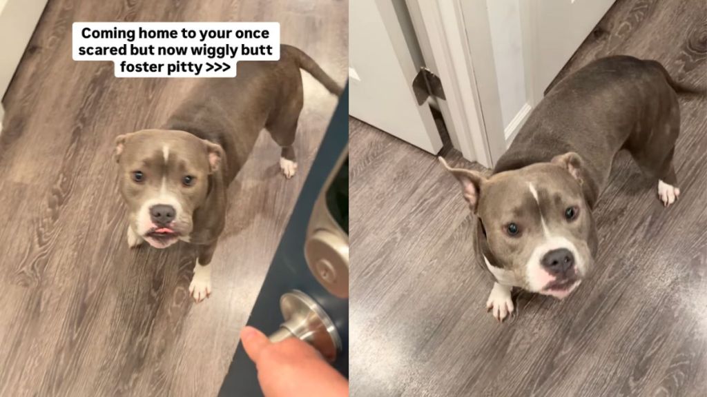 Foster Dog Once Too Scared To Trust, Now Greets Mom With Wiggles at the Door