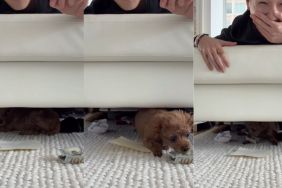 Tiny Dog Cleverly Picks Money Over Normal Piece of Paper