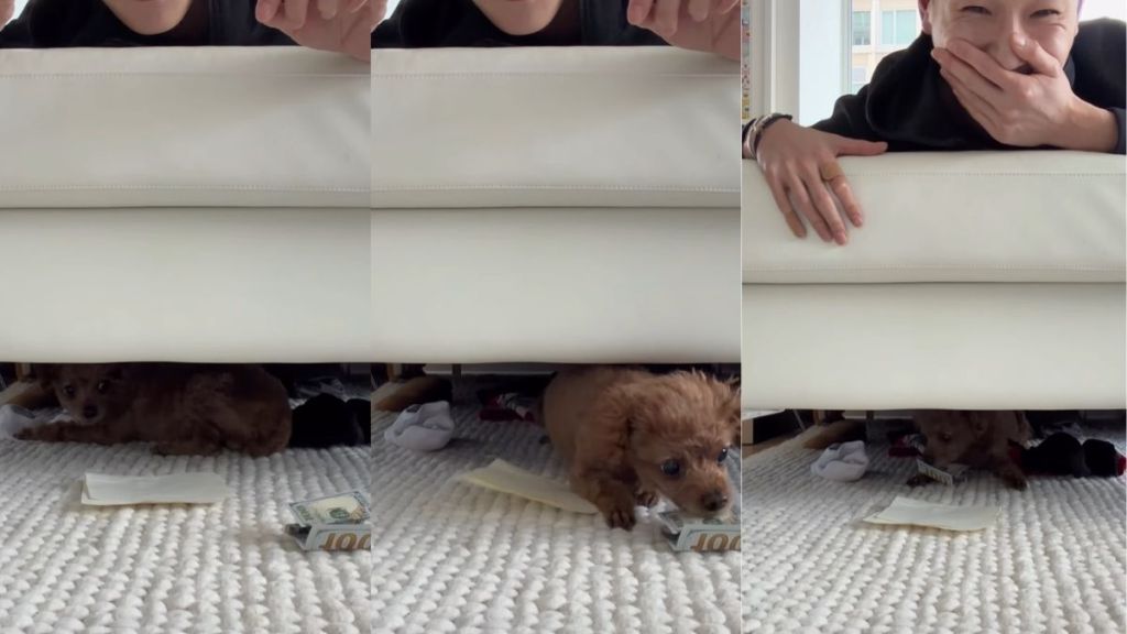 Tiny Dog Cleverly Picks Money Over Normal Piece of Paper