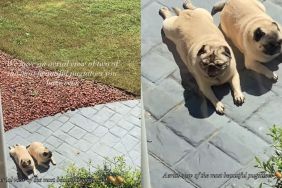 Dogs Look Like ‘Potatoes’ Basking in Sun From Aerial View