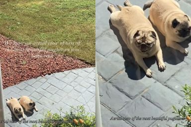 Dogs Look Like ‘Potatoes’ Basking in Sun From Aerial View