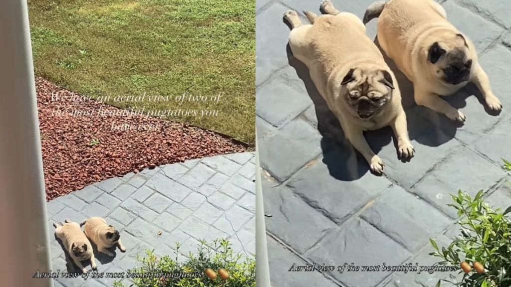 Dogs Look Like ‘Potatoes’ Basking in Sun From Aerial View