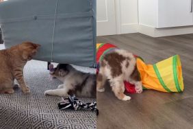 New Puppy Forms Instant Bond With Family Cat, Melts Mom’s Heart