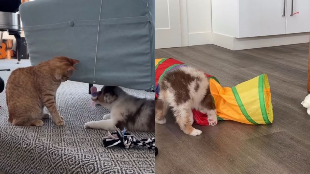 New Puppy Forms Instant Bond With Family Cat, Melts Mom’s Heart