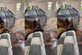 Dog Leans in as Baby Carefully Tries To Pet Her