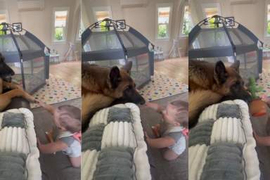 Dog Leans in as Baby Carefully Tries To Pet Her