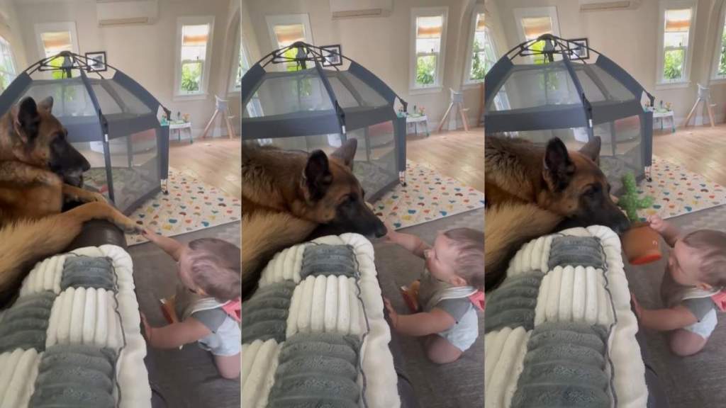 Dog Leans in as Baby Carefully Tries To Pet Her