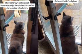 Rescue Dog Once Lived on Streets Now Enjoys Rain From a Home That’s Her Own