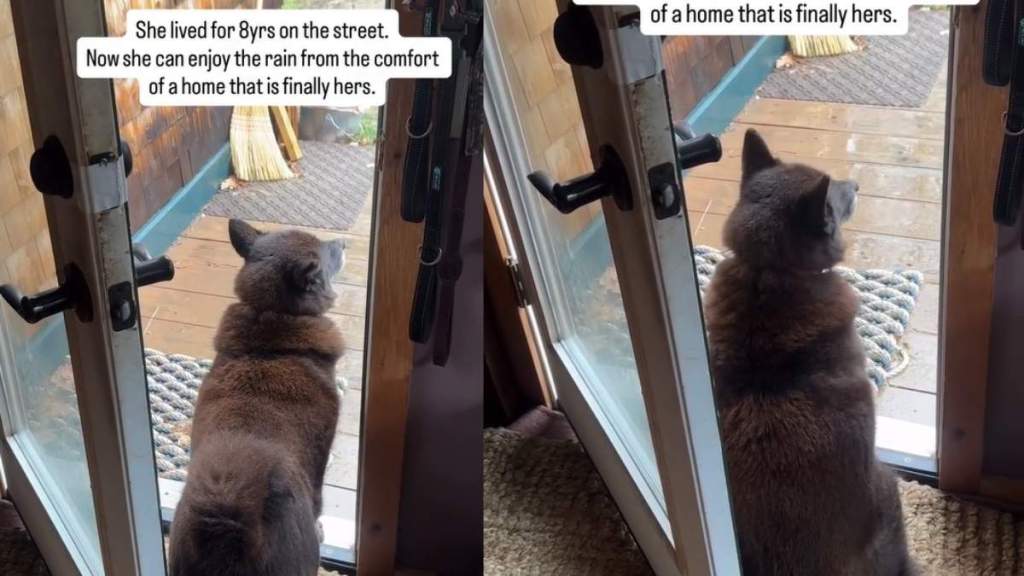 Rescue Dog Once Lived on Streets Now Enjoys Rain From a Home That’s Her Own