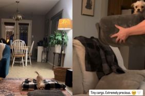 Tiny Rescue Dog's Bedtime Routine Has Her Wrapped in a Blanket