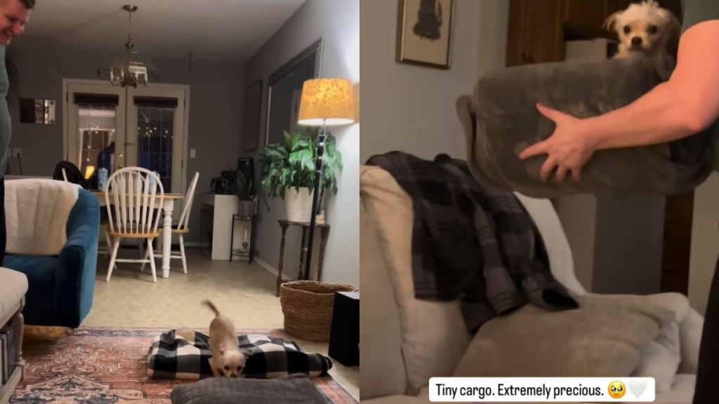 Tiny Rescue Dog's Bedtime Routine Has Her Wrapped in a Blanket