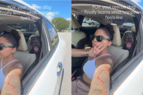 Rescue Dog Once Unsure She’d Survive Shelter Knows Happiness With ‘Hero’ Mom