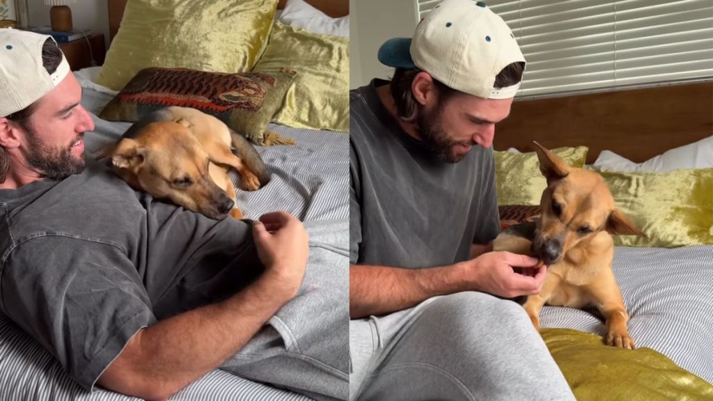 Rescue Dog Listens When Dad Says It’s Okay, Then Gets Cuddles & Treats